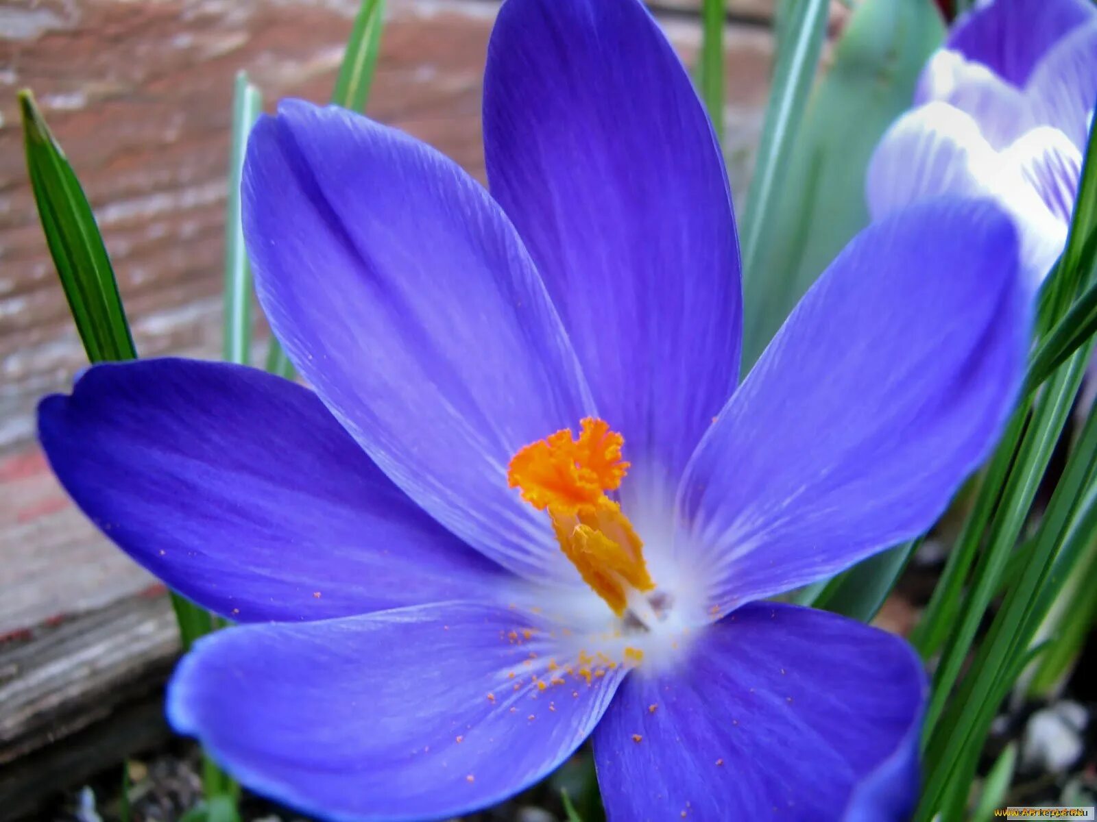 Картинки неизвестных цветов. Крокус Шафран цветок. Крокус Шафран синий. Крокус Шафран весенний. Крокус Шафран голубой цветок.