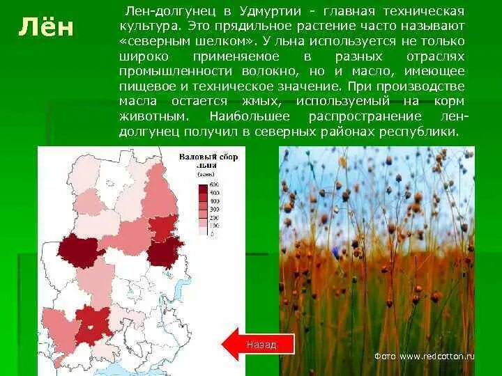 Лен долгунец требования к влаге. Технические культуры лен долгунец. Лен масличный и лен долгунец. Особенности выращивания лен долгунец. Особенности выращивания лен долгунец.