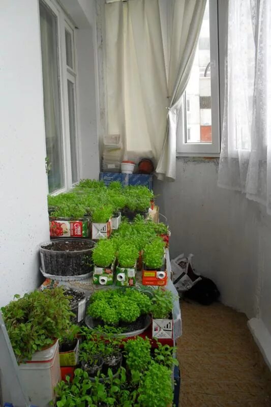 Зелень на лоджии. Вырастить зелень на балконе. Овощи на балконе. Рассада на балконе зелень.