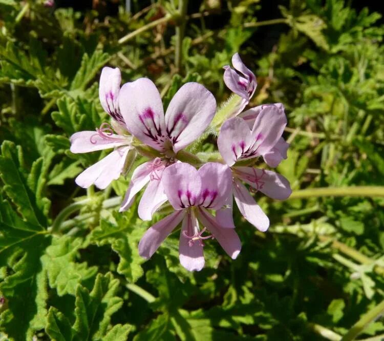 Pelargonium graveolens. Пеларгония graveolens. Pelargonium Roseum Willd. МАВРАКИ гулоби. Pelargonium graveolens гербарий. Герань таблетки