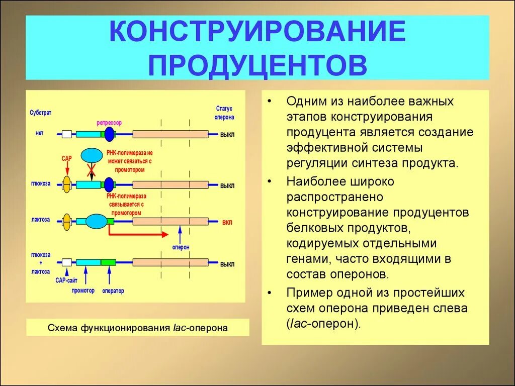 Какой способ питания типичен для продуцентов любой. Конструирование продуцентов, микробиологический Синтез. Классификация продуцентов. Методы конструирования продуцентов биологически активных веществ. Промышленные продуценты.