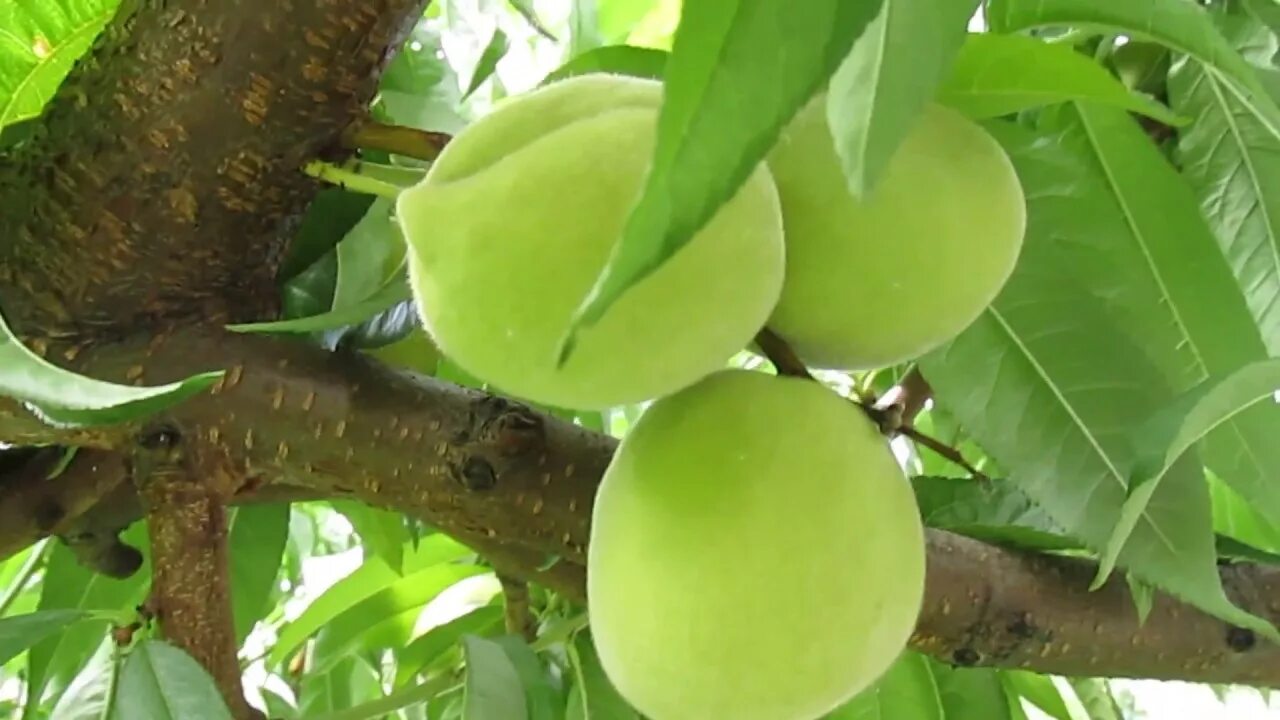 Персик зеленого цвета сорт. Peach green. Peach green. Зеленые персики. Урюк абрикос нектарин персик.