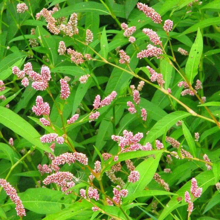 Горец почечуйный. Водяной перец (Polygonum hydropiper). Горец почечуйный (Persicaria maculosa). Горец почечуйный (почечуйная трава). Цветущий сорняк