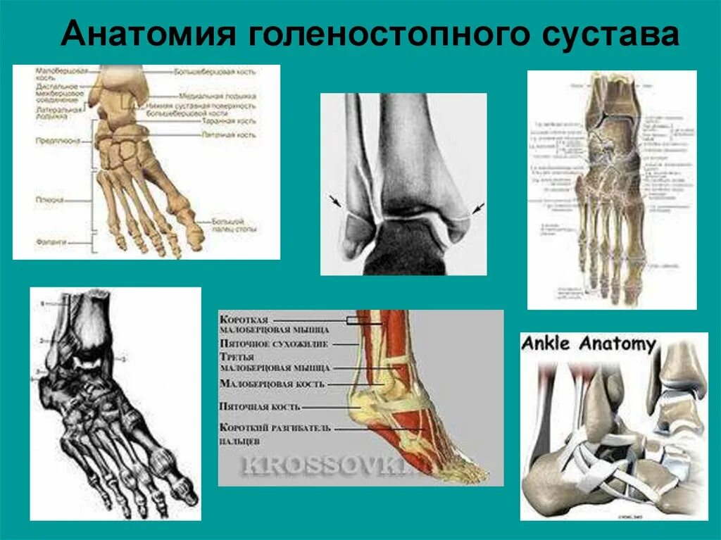 Голеностопный сустав образует. Голеностопный сустав анатомия строение кости. Гольностопсустав анатомия строение. Голеностопный сустав анатомия строение описание. Связки голеностопного сустава анатомия.