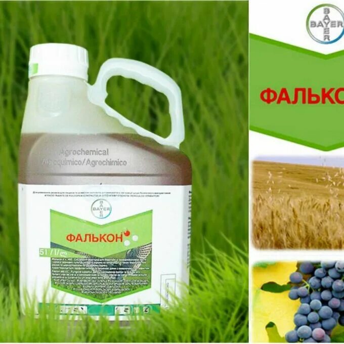 Применение фалькона для винограда. Применение фалькона для винограда