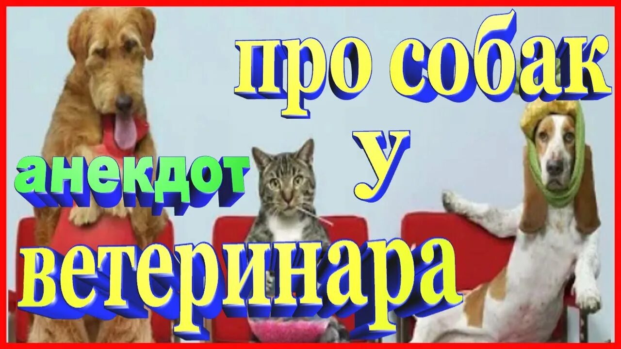 Анекдоты про ветеринаров. Ветеринар прикол. Смешной анекдот про ветеринара. Шутки про ветеринаров. Анекдоты ветеринара