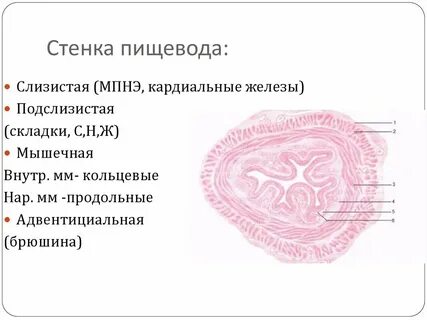 Стенки пищевода