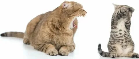 Почему взрослые коты