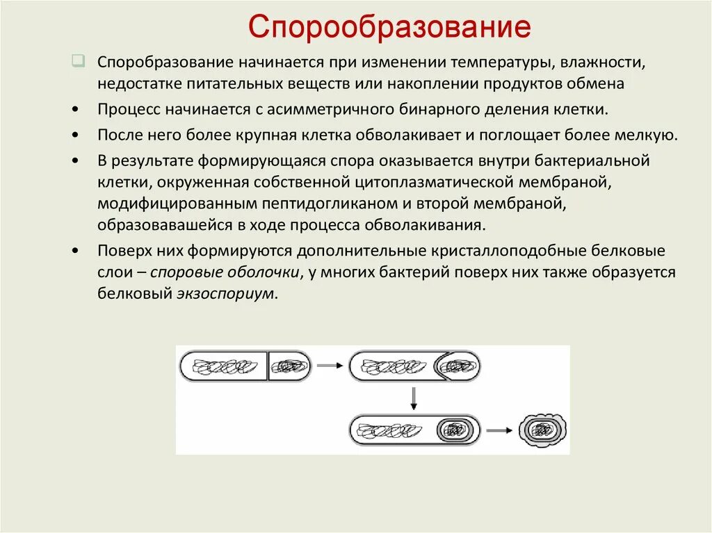 Что значит обнаружены споры