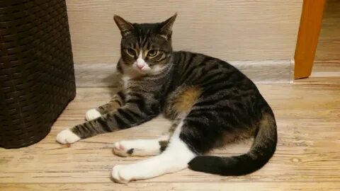 Коты живут