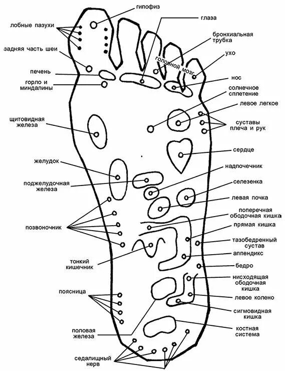 Точки на подошве ног. Акупунктурные точки на стопе правой ноги схема. Схема органов на подошве ноги. Акупунктурные точки на ступнях ног схема. Схема акупунктурных точек стопы человека.