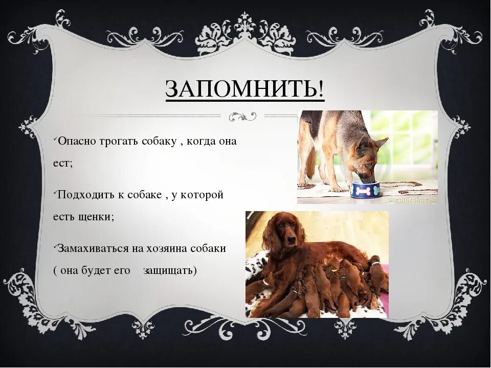 Почему нельзя собак в исламе. Почему нельзя трогать собаку. почему собака в исламе нечистое животное. почему нельзя трогать собаку в исламе. отношение к собакам в исламе.