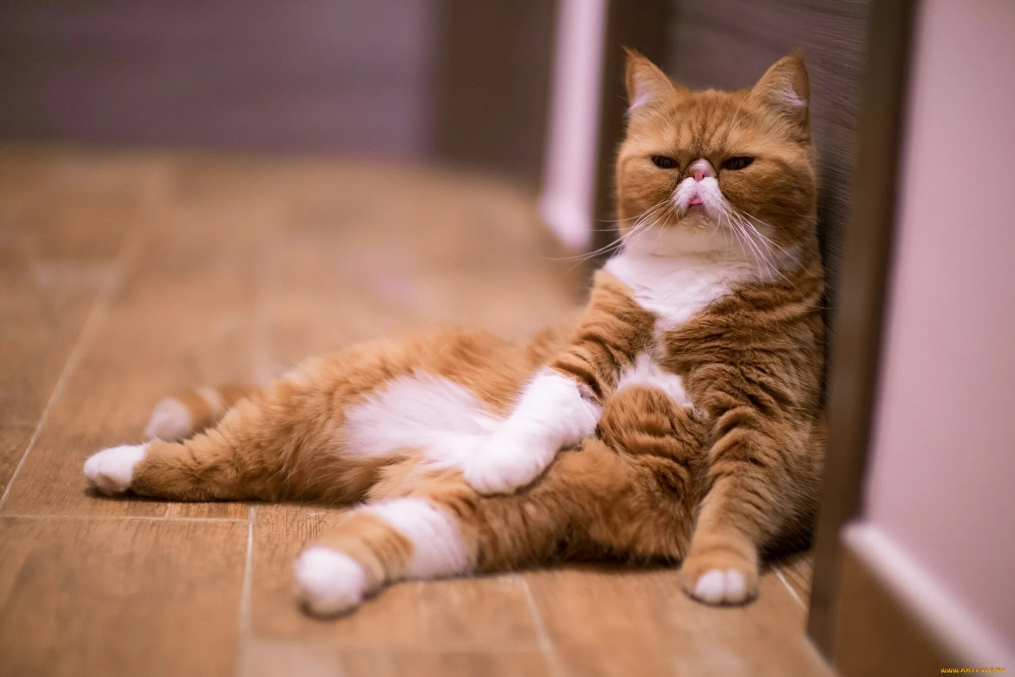 Котэ представляет про животных