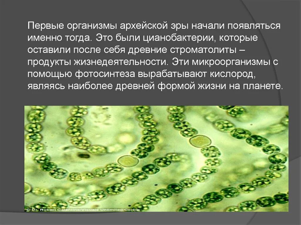 Появление водорослей эра. Синезелёные водоросли цианобактерии. Цианобактерии сине-зеленые водоросли. Цианобактерии архейской эры. Прокариотические цианобактерии.