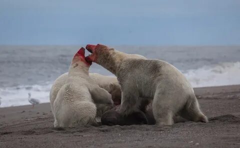 Белый медведь есть моржей