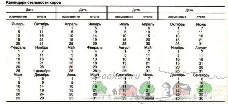 Таблица стельности коров. Таблица осеменения и отела коров. Таблица определения отела у коровы. Календарь стельности коров таблица отела.