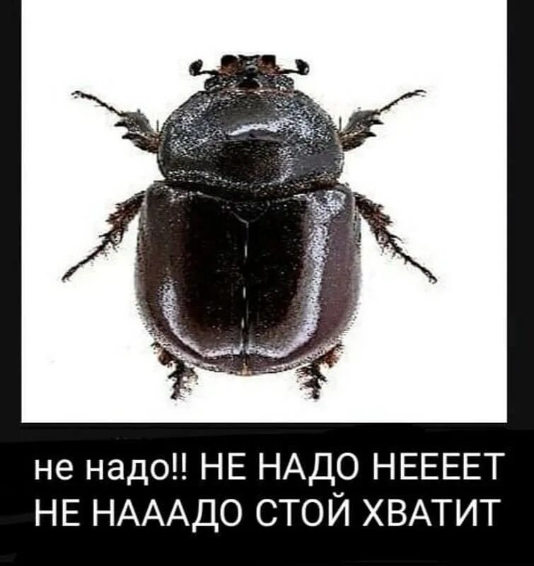 Да это я попался жук. Жук ура давай. мем с жуком давай. мем жук нет не надо. ура давай давай мем.