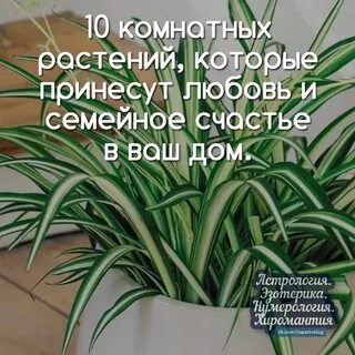Какие растения приносят