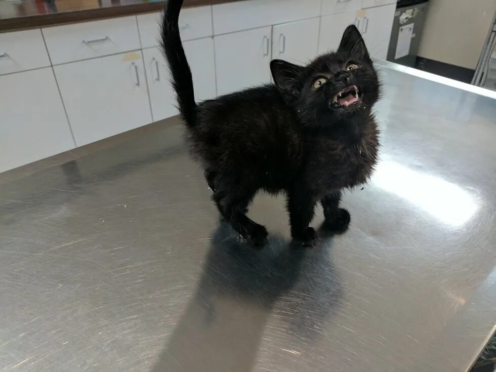 нашли маленьких котят на улице