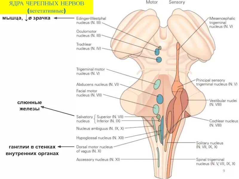 Ядра нервов в головном мозге. Продолговатый мохгядра черепных нервов. Ядра черепных нервов продолговатого мозга схема. 10 Пар черепных нервов ядро. Продолгова ый мозг черепнве нервы.