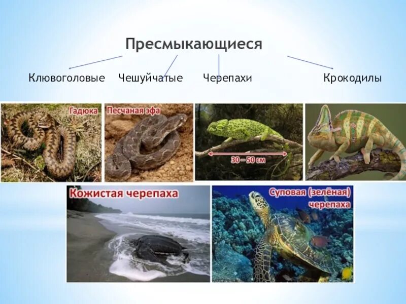 Отряд чешуйчатые ящерицы характеристика. Класс пресмыкающиеся отряд клювоголовые. Пресмыкающиеся отряд клювоголовые. Пресмыкающиеся характеристика. Отряд пресмыкающиеся или рептилии.