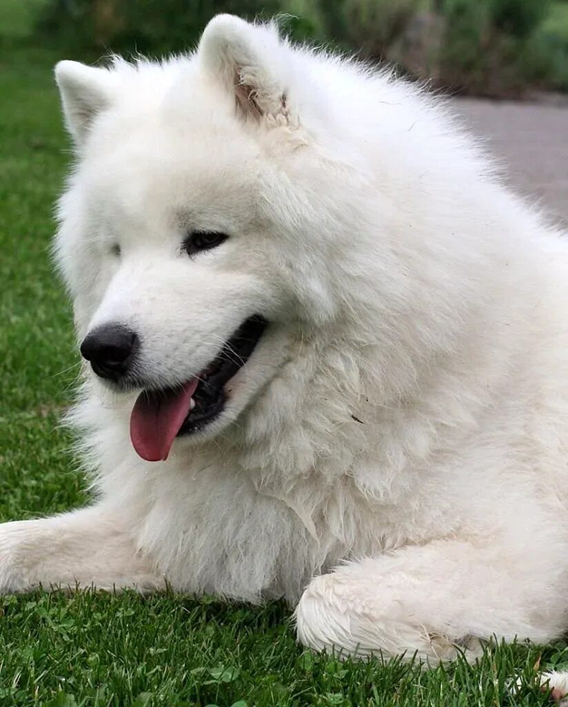Шпиц большой порода беовульф. Карликовый самоед. Арктический шпиц самоед. Самоед собака. Самоедская лайка белая.