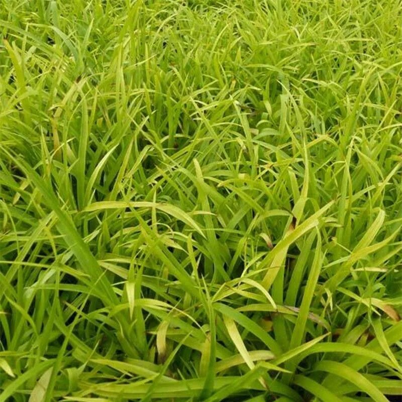 Flair al. Ожика Лесная. Luzula sylvatica. Ожига растение. Ожика Лесная (Luzula sylvatica) sylvatica (4).