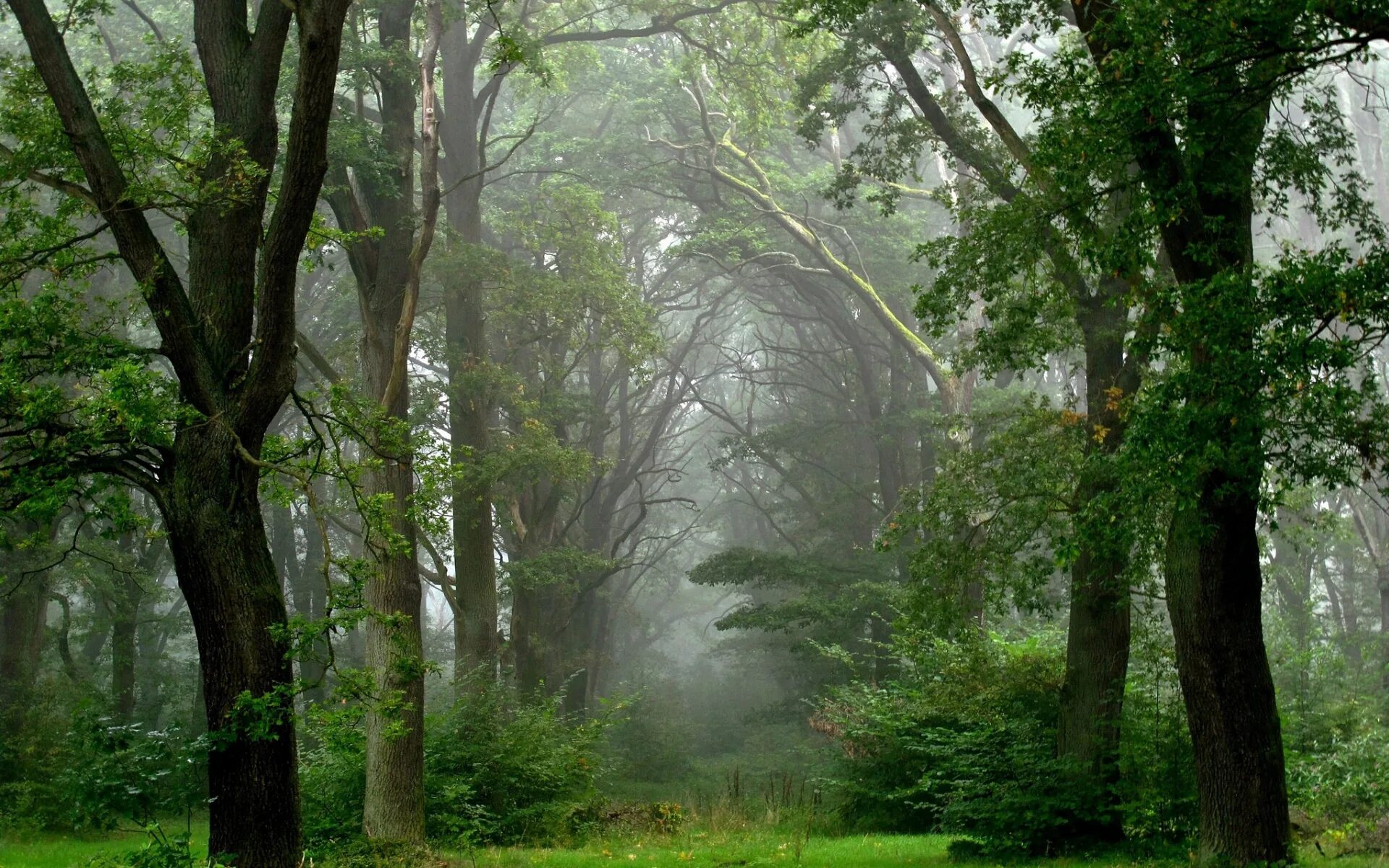 Лес туман лето. Беловежская пуща деревья. Дождь в лесу. Лес после дождя. Дождливый лес.