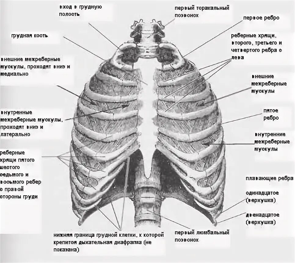При вдохе болят ребра спереди. Что находится в центре между ребрами спереди по центру. Болят ребра справа спереди. Что находится снизу грудной клетки. Боль грудной клетки спереди по центру.