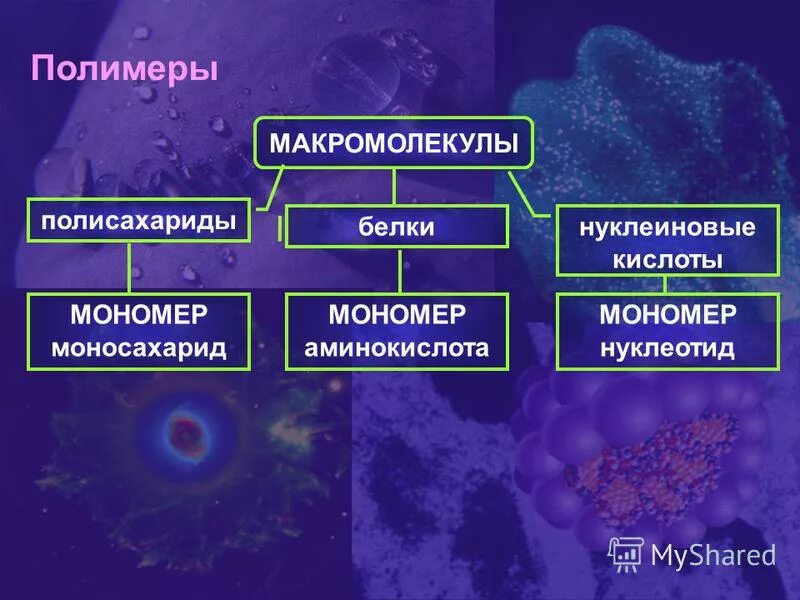 Белки биологические полимеры мономерами