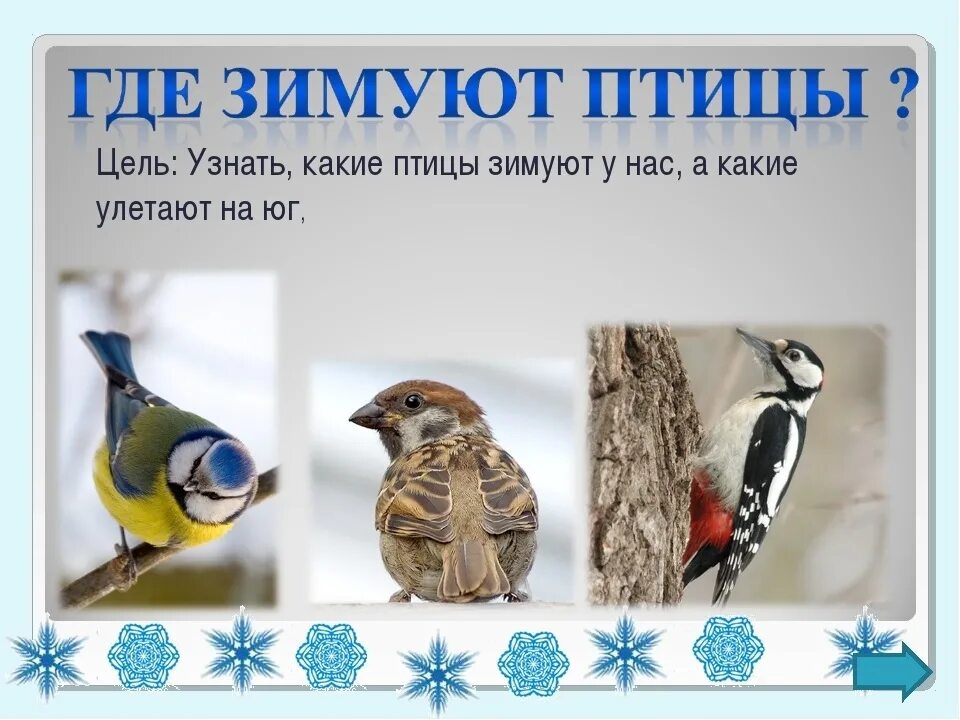 Где зимуют птицы. Зимующие птицы 1 класс. Зимующие птицы презентация. Урок презентация зимующие птицы.