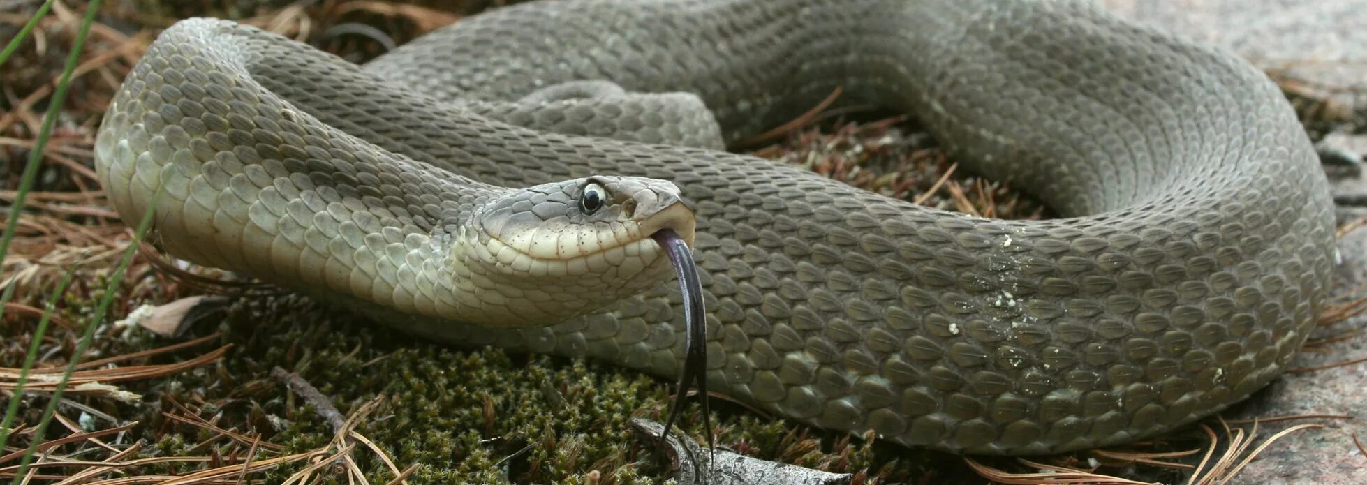 Белорусская змея. Гадюка медянка полоз. Змеи беларуси. Болотная гадюка индии. Гадюка обыкновенная.