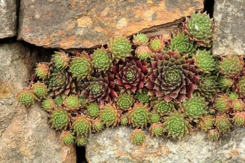 Почему молодило вытягивается вверх. Молодило (sempervivum). суккуленты молодило семпервивум. альпийская живучка sempervivum. каменный цветок молодило.