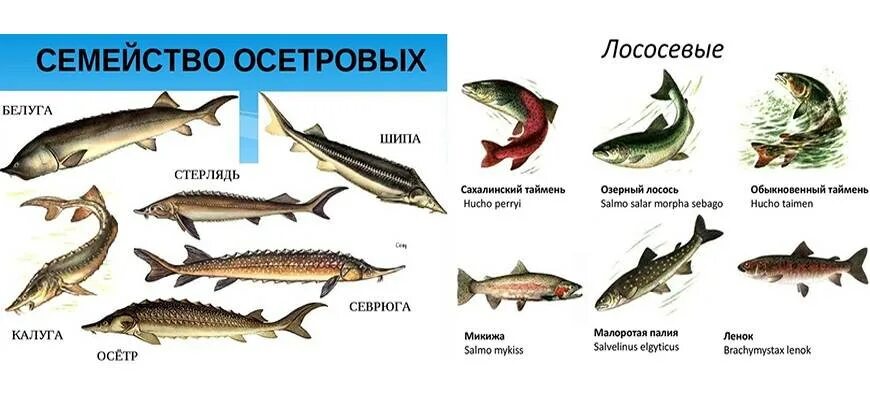 Подвиды осетровых рыб. Семейство осетровых относятся. Классификация осетровых. Осетровые осетрообразные. Костистые рыбы.