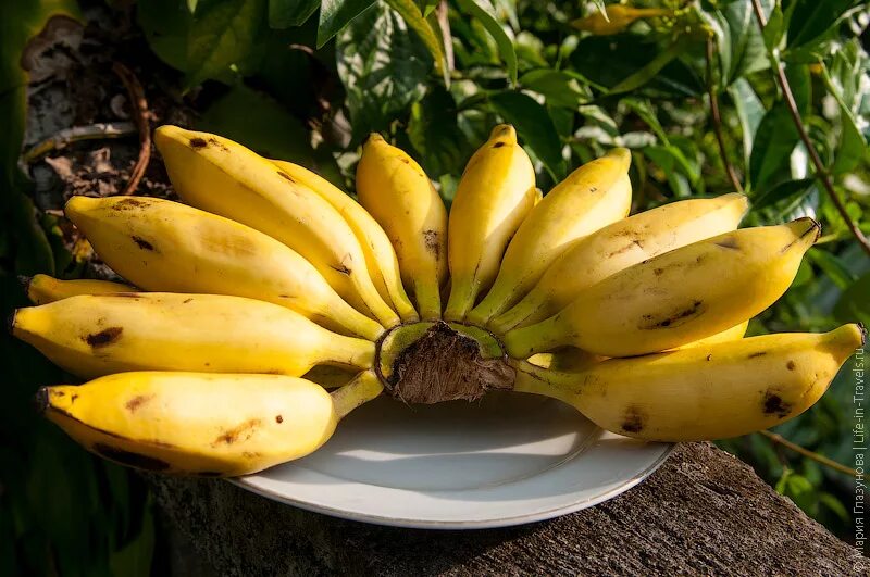 Коричневый банан. Как получать бананы в banana. Десертный банан. Фрукты банан. Фрукты банан.