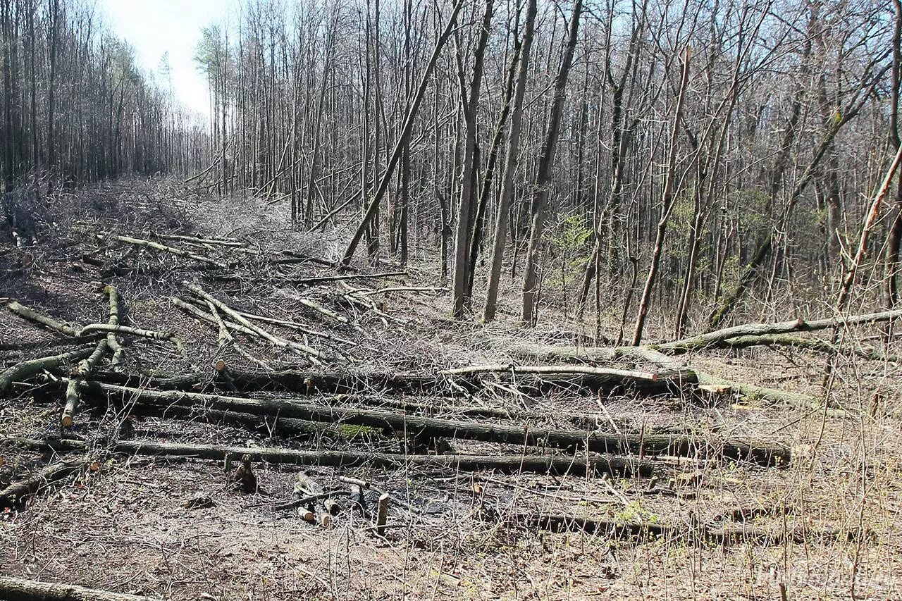 Поваленное дерево. Валежник в лесу. Сухостой в лесу. Сухостой древесина. Лесной валежник.