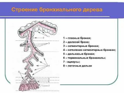 Порядки бронхов