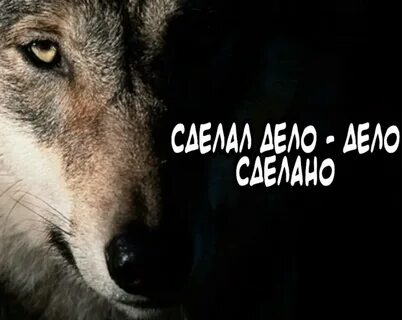 Волки а ты для них заблудшая