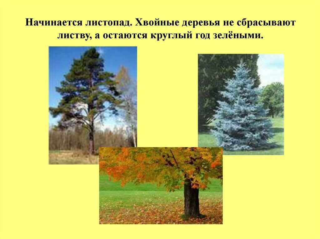 Сезонные изменения в природе и их причины