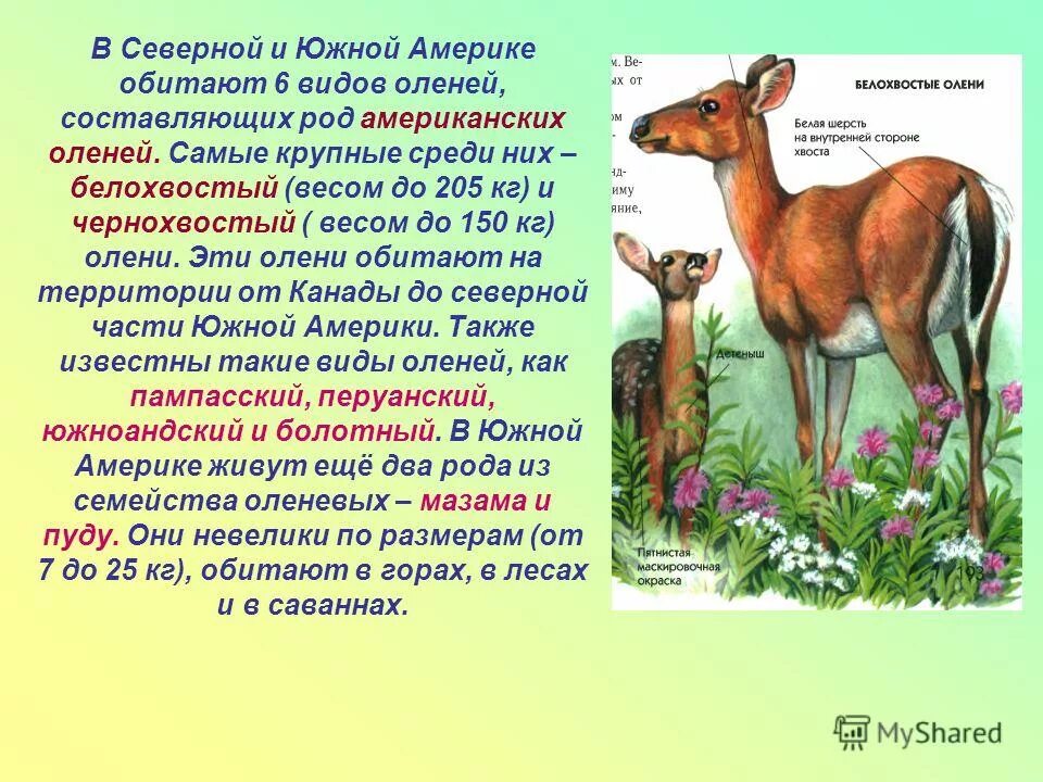 Пампасский олень. Доклад о животных Южной Америки. Животные Южной Америки описание. Животные Южной Америки сообщение.