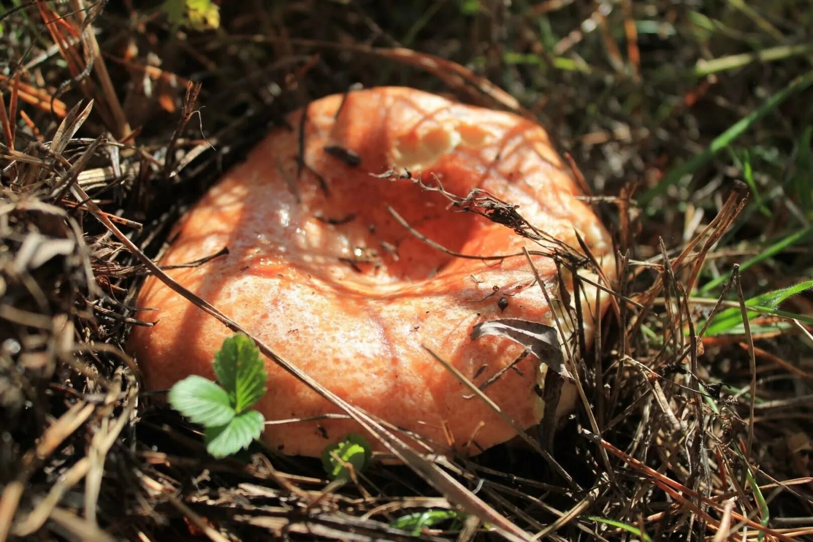 Млечник Рыжик гриб. Рыжик Сосновый/Боровой (Lactarius deliciosus);. Королевский Рыжик. Царский гриб Рыжик. Осень рыжики