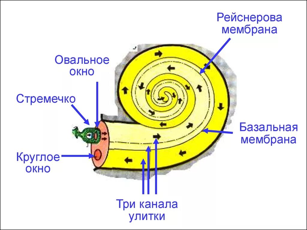 Три канала улитки. Рейснерова мембрана улитки. Мембрана овальног. Ока. Мембрана овального окна. Мембрана окна улитки.