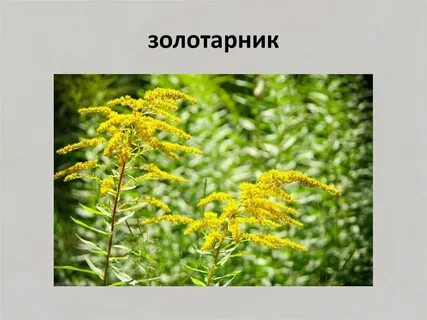 Амброзия и золотарник отличия фото и описание