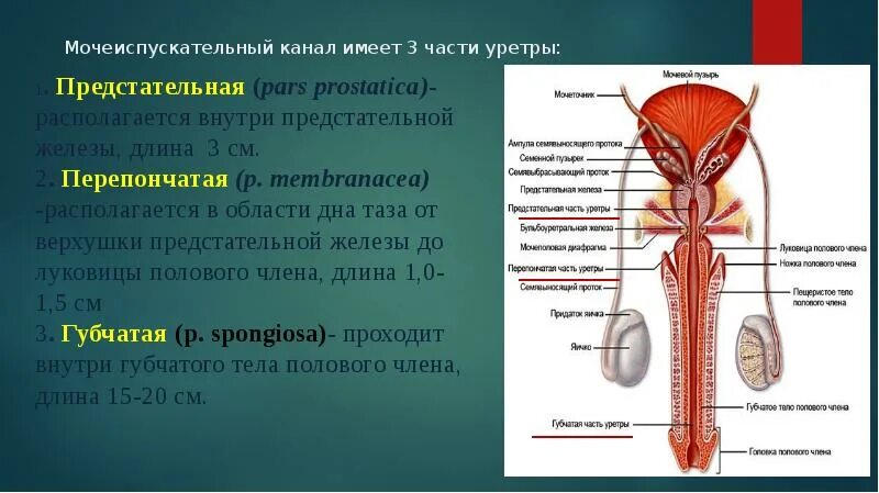 Особенности строения мочеиспускательного канала. Мужской мочеиспускательный канал анатомия строение. Сужения мочеиспускательного канала анатомия. Части уретры у мужчин анатомия. Мочеиспускательный канал части сужения.