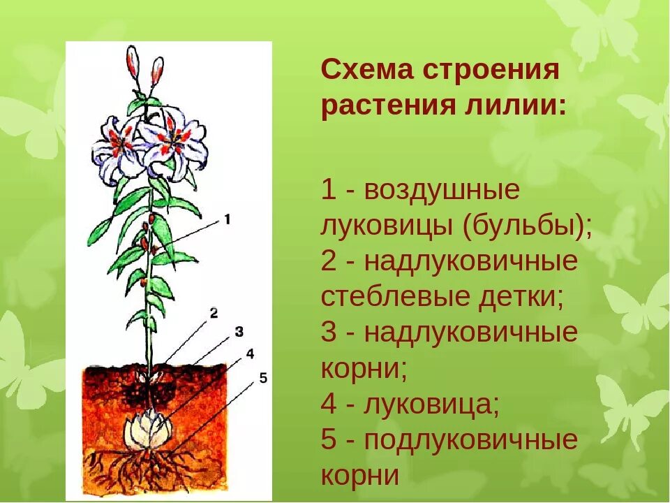 Тип корневой системы у лилейных. Строение лилейных растений схема. корневая система лилии. строение лилии. строение цветка лилии.