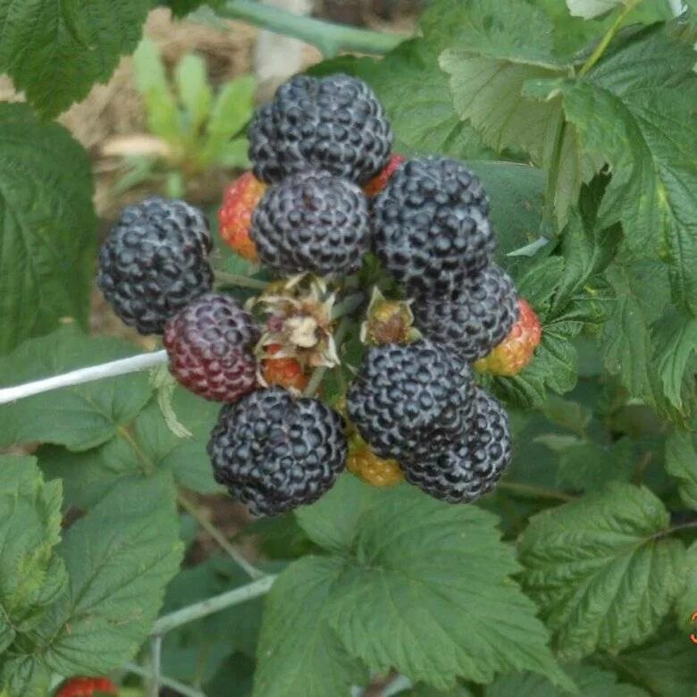 Сорт малины кумберленд отзывы. Малина черная Кумберленд. Ежемалина Кумберленд. Ежевично малиновый гибрид Кумберленд. Малина Кумберленд саженцы.