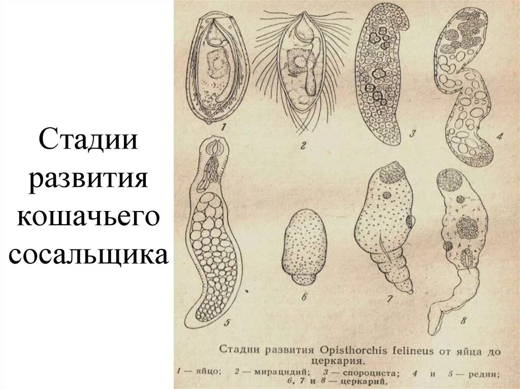 Стадии развития кошачьего сосальщика. Личиночные стадии кошачьего сосальщика. Яйца ланцетовидного сосальщика. Личиночная стадия кошачьего сосальщи а. Личиночных стадий сосальщиков