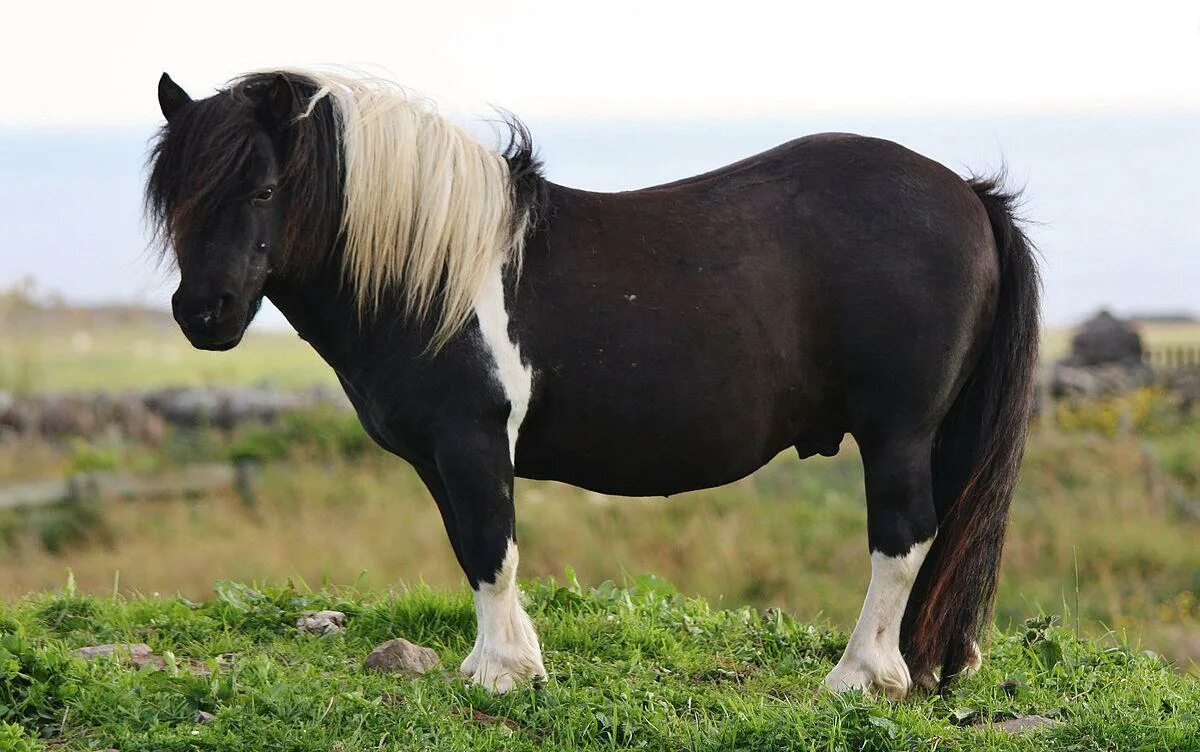 Pony фото. Шетлендский пони черный. Шетлендский пони и лошадь. Лошадь породы шетлендский пони. Пони шетлендской породы.