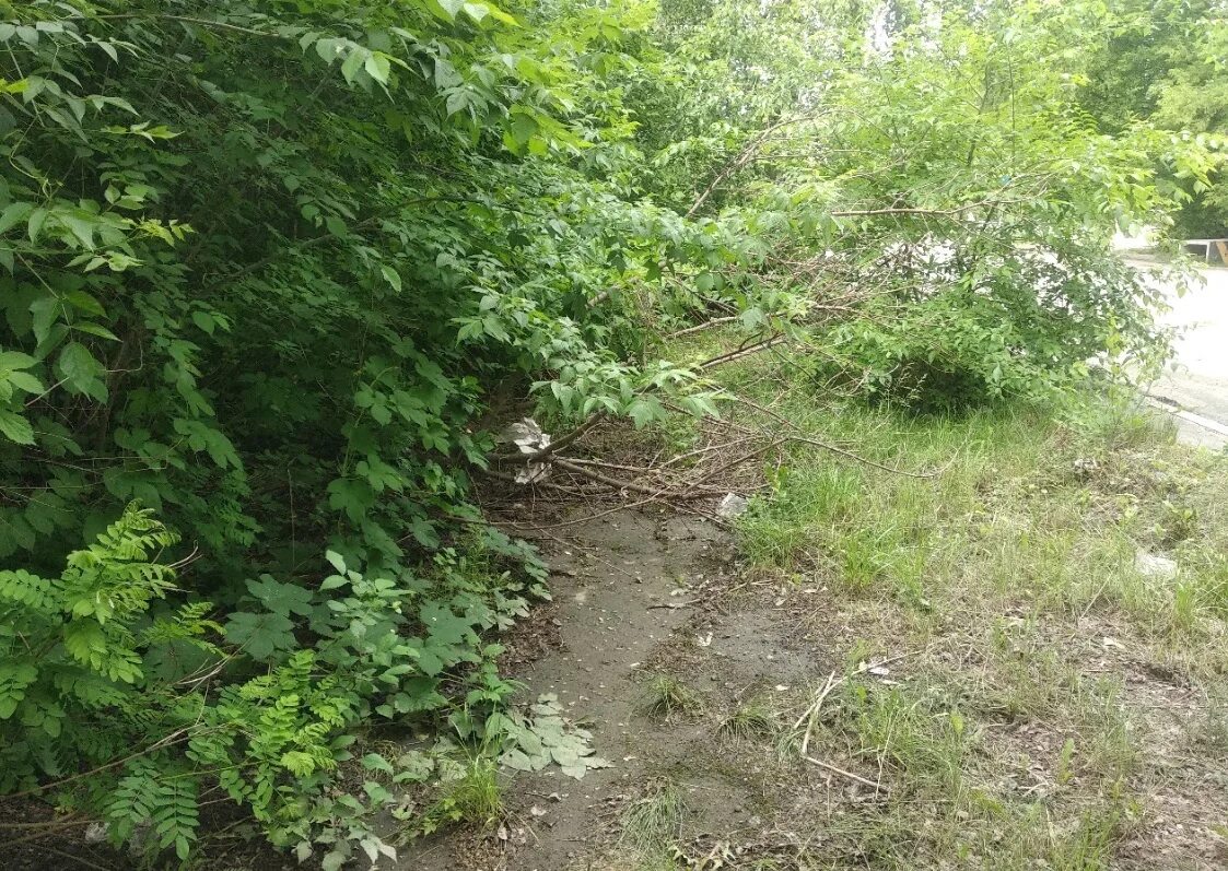 Заросший кустарником поднимаются стаи. Заросший тротуар. вырубка кустарниковых зарослей. каменный тротуар заросший. заросший асфальт.