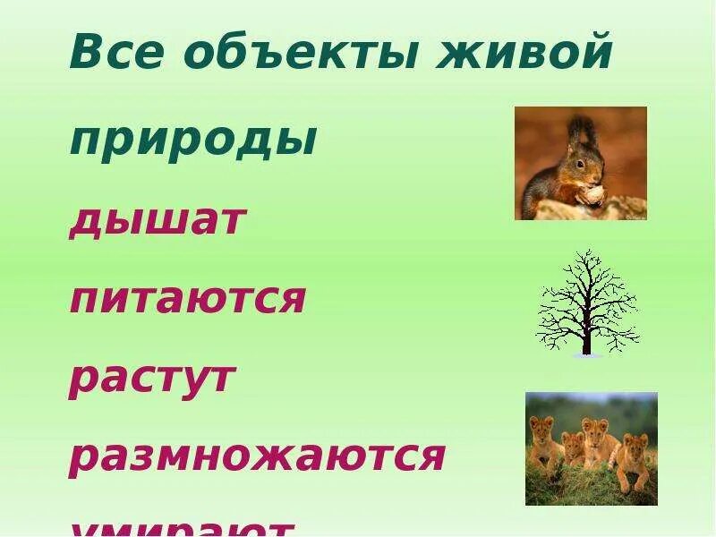 Объекты живой природы. Презентация на тему Живая природа. Живая и неживая природа презентация. Презентация Живая и неживая природа 2 класс.